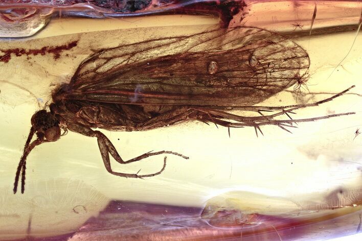 Detailed Fossil Caddisfly (Trichoptera) In Baltic Amber #357865